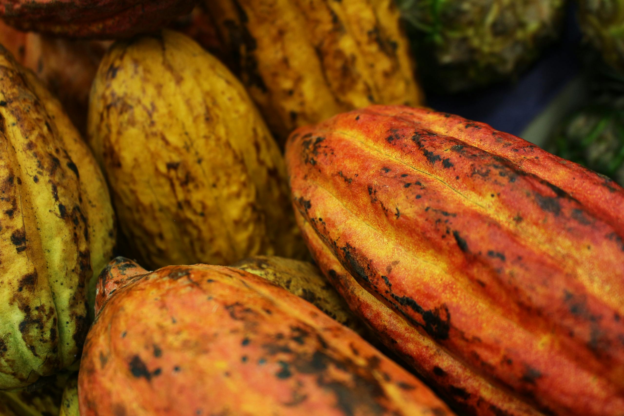 Vibrant, close-up image of ripe cacao pods showcasing their varied colors and textures.